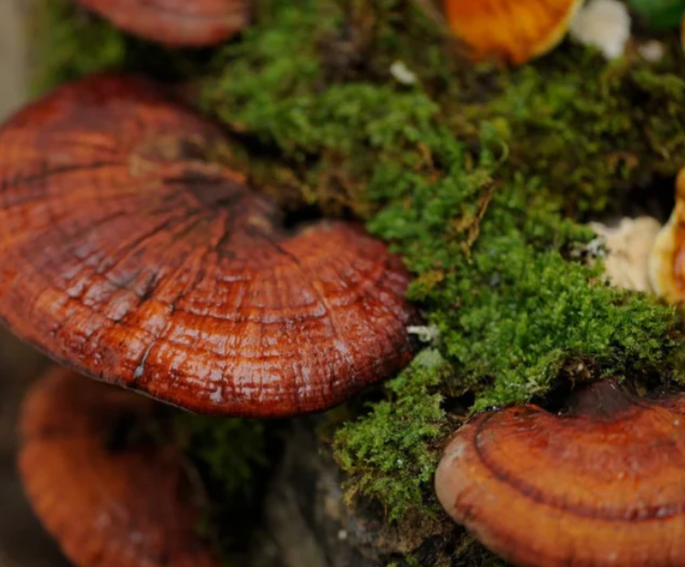 Reishi Mushroom